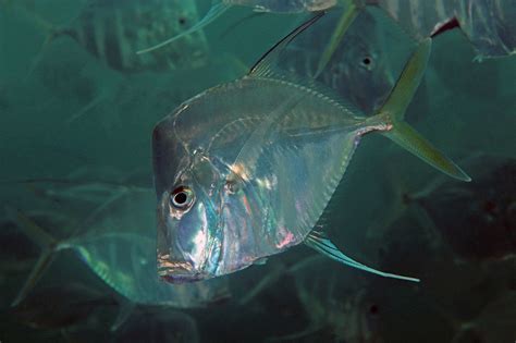 vomer fish|Selene vomer (Lookdown) .